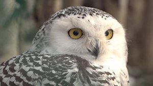 Большая область | 11.10.2025