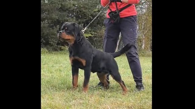 Cosmos Iz Tverskogo Doma 7 Monts