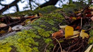 БФ БлагоДарите в Бугаёвке!