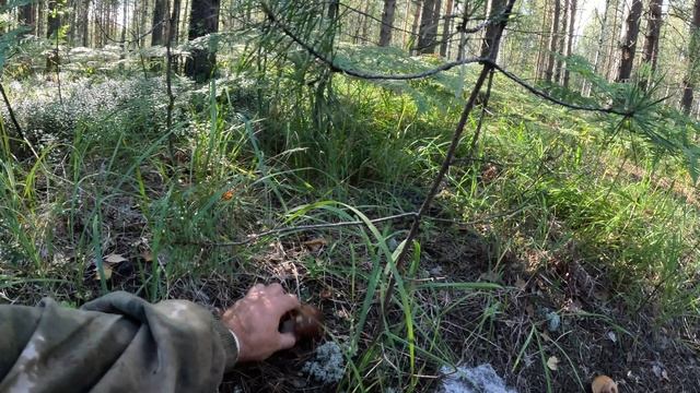 По дороге заглянул в ближайший сосняк за белыми грибами