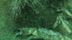 ДАЙВИНГ.ОЛЬГИНКА.КРАСНОДАРСКИЙ КРАЙ