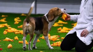 ПРАНК НАД СОБАКОЙ ПРИ ПОМОЩИ 1000 ОРУЩИХ КУРИЦ