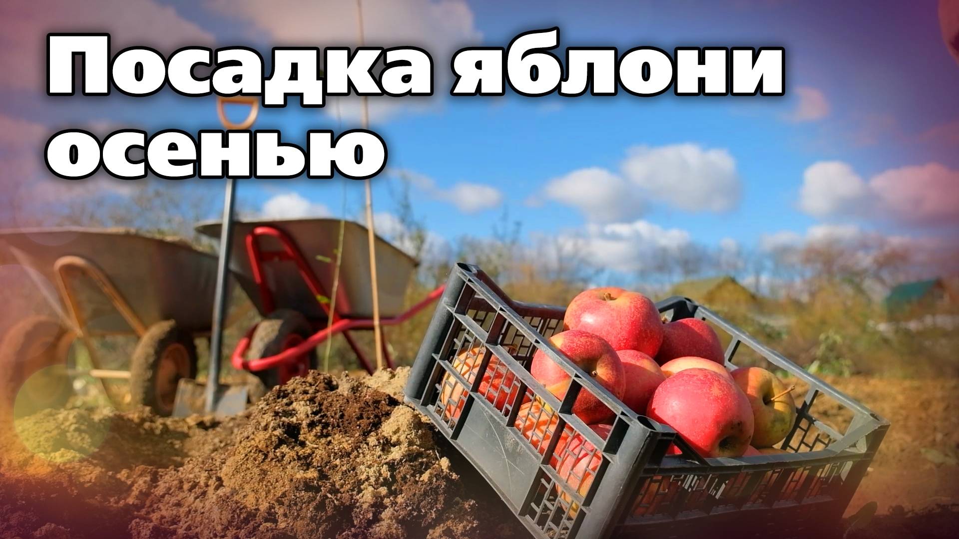 Осенняя посадка яблони. Важные подсказки опытного агронома