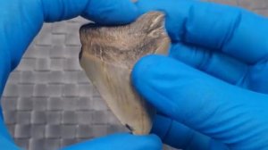 Находка дантиста-палеонтолога: зуб Мегаладона. Окаменелый млочный зуб древнего акуленка)