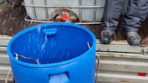 Новая партия Форели 10.10.2025г .