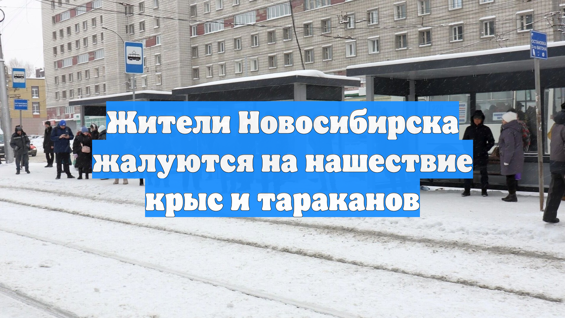 Жители Новосибирска жалуются на нашествие крыс и тараканов