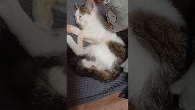 гагда Степан захател пожрать