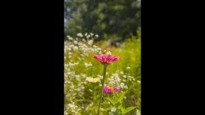 авторская  песня,,Струится  счастье,,.mp4