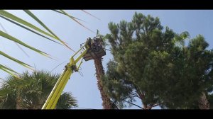 НАВОДЯТ КРАСОТУ НА КИПРЕ. ОБРЕЗКА ПАЛЬМ. 2025