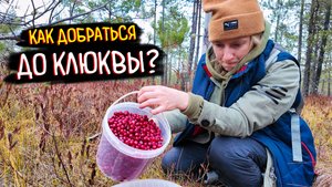 Как ДОБРАТЬСЯ до КЛЮКВЫ? Еле ВЫЕХАЛИ! 🤯 ЛАЙФХАК: Почему я выкинул салонный фильтр на зиму?