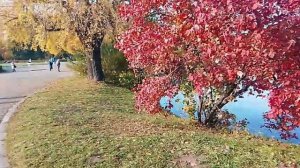 Главный ботанический сад, осень.