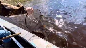 Щуки прут! Рыбалка на фитили на Севере