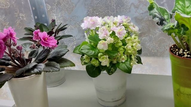 Фиалки трейлеры и не только.