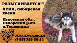 Пропала собака! ЛУНА, сибирская хаски. Псковская обл., Печорский р-н, д.Тешевицы.