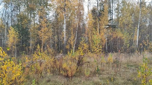 VID_20251010_084303