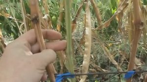 Виноград. Как узнать хорошо ли вызрела лоза