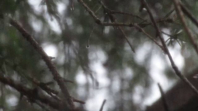 Медленно уходит осень