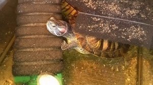 красноухая черепаха, утро 10-10-2025