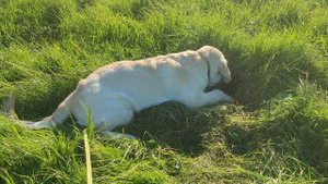 Норки VID_20250929_155350