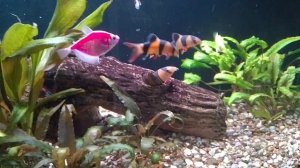 Мои аквариумы 10.10.2025г.