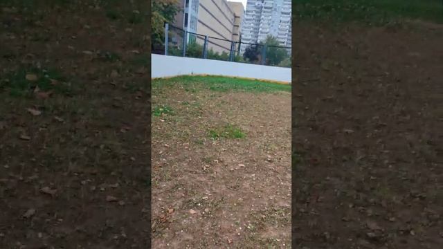 прогулка с Арчи. 2