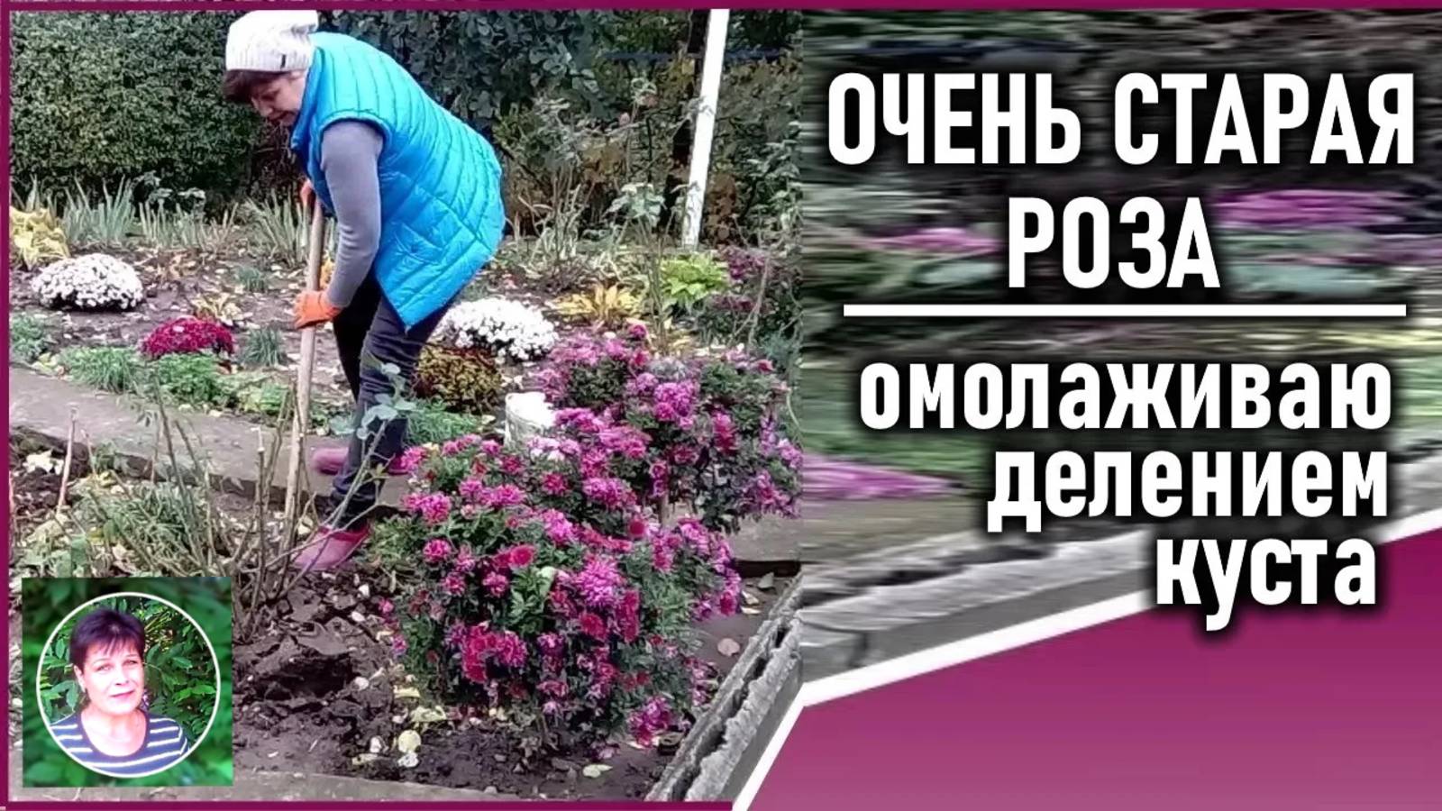 Размножение розы делением куста  Что делать со старым кустом розы