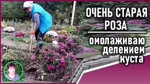 Размножение розы делением куста  Что делать со старым кустом розы