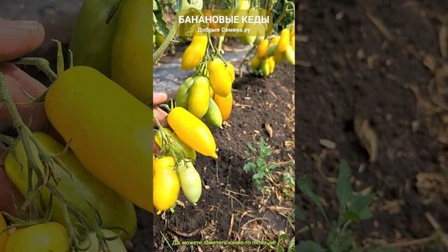 Банановые Кеды, яркий сорт томата типа Банановые Ноги. Добрые Семена.ру
