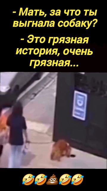 Прикол с собакой смотреть онлайн