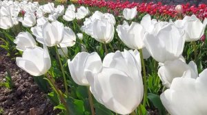 Грезы.Жизнь на море / Ялта