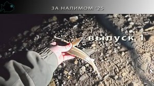 Проснулся ли НАЛИМ на Двине? Вопрос риторический