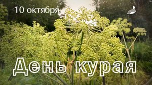 День курая