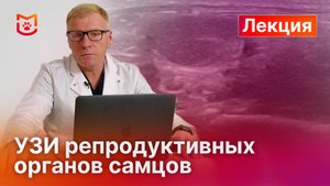 УЗИ репродуктивной системы самцов: практическое руководство