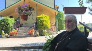 Бездомные животные