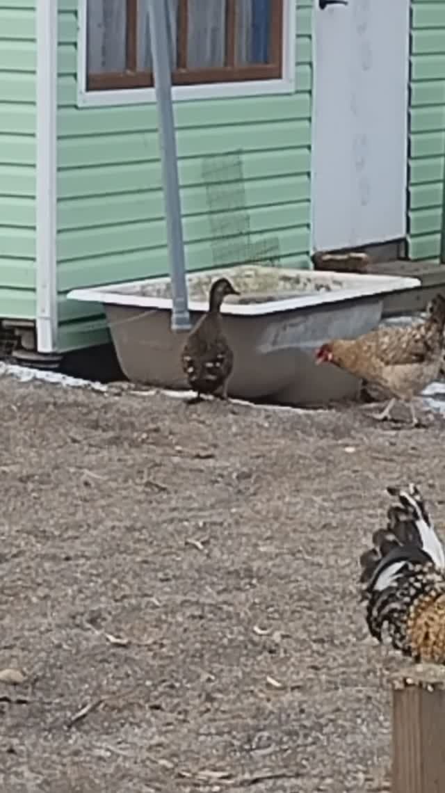 Утку не проведешь.