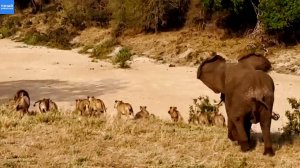 Слон разогнал прайд львов, как дворовых котов
