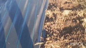 Орошение лучше, работы меньше.