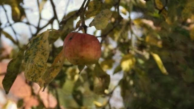 _Бабье лето_, стихи Ольги Разумовской, музыка и исполнение Ларисы Фелисион. (2)