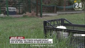 Не просто кошки: как дикие каракалы и саванны стали частью евпаторийской семьи