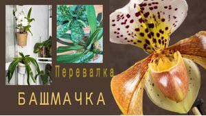 Пересадила и повесила! Паф кудрявит листья-сухо или не хватает чего-то?!