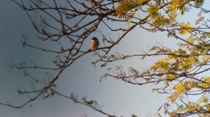 Птичка 🐦