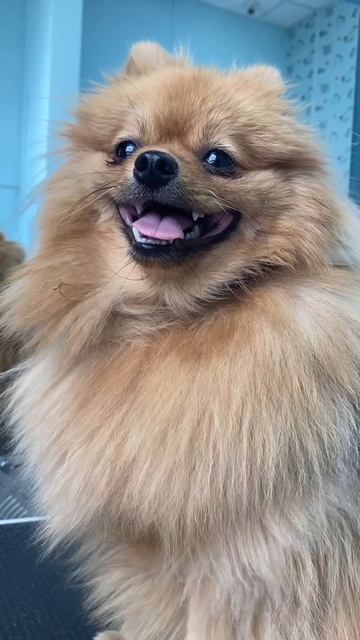 Шпиц Умка на груминге