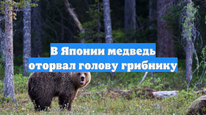 В Японии медведь оторвал голову грибнику