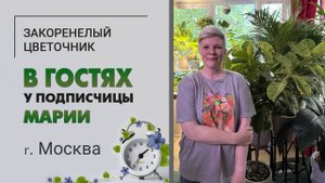 В гостях у Марии г. Москва. Ботанический сад на 3м2. Крупномеры и драцены всех видов и размеров.