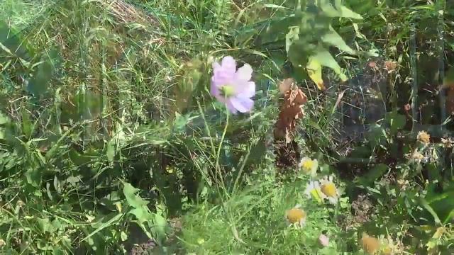Свято Никольский монастырь Большекулачье 20 лет