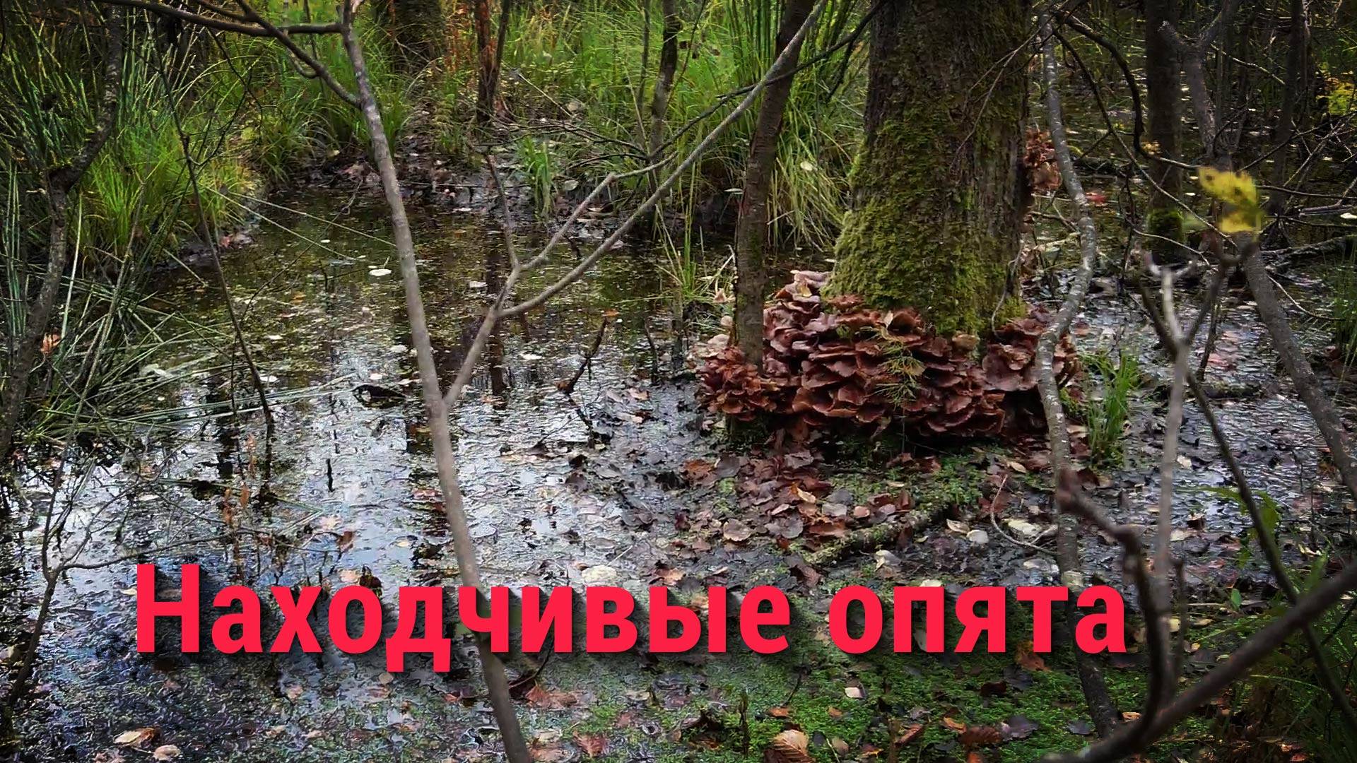 Подмосковные грибы в конце сентября