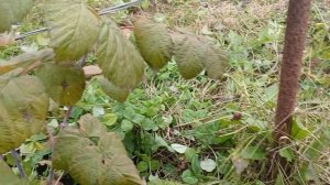 Ещё один тёплый день,и мы едем на дачу.10.10.2025г.