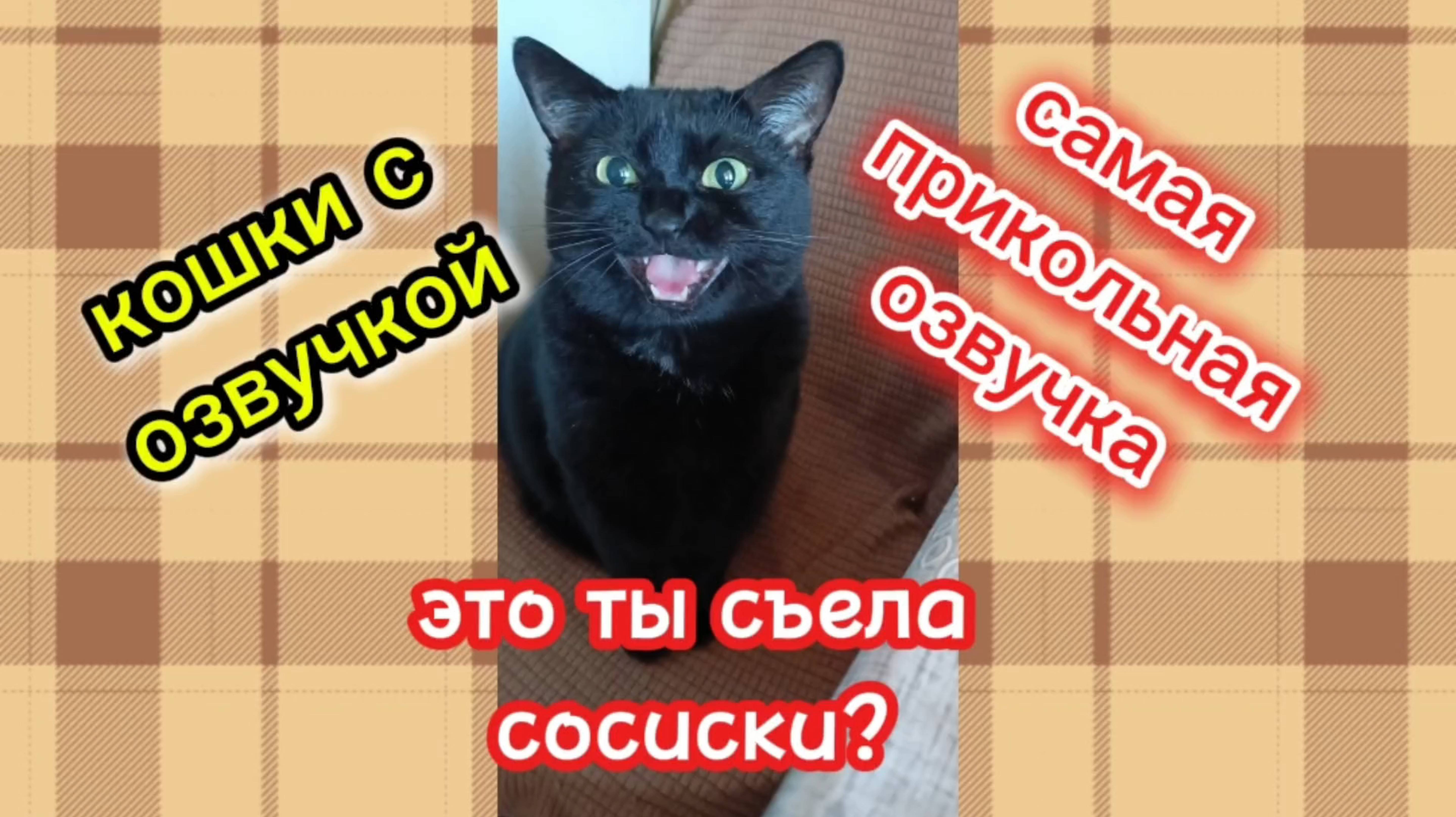 САМАЯ ПРИКОЛЬНАЯ ОЗВУЧКА КОШЕК!