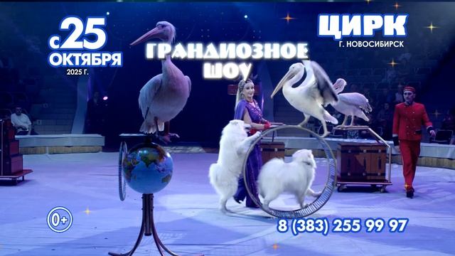 Цирк Филатовых в Новосибирском Цирке