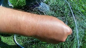 Наловили карпа в Каменке